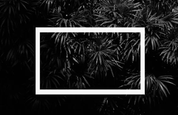 Feuille Palmier Dans Forêt Monochrome — Photo
