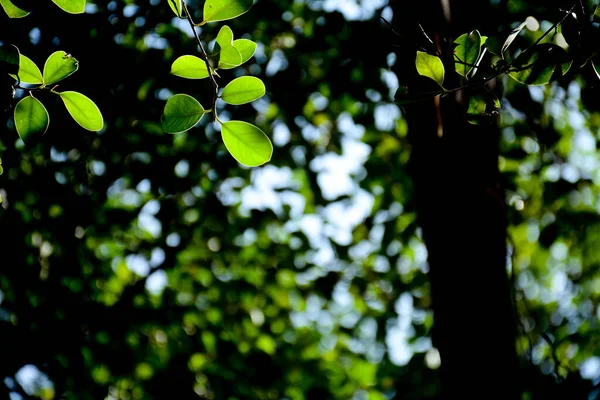 Feuille Verte Branche Dans Forêt — Photo