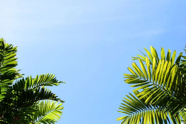 Hojas Palma Verde Cielo Azul Bosque — Foto de Stock