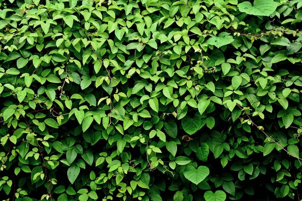 Feuilles Lierre Recouvrant Petit Arbre Dans Forêt — Photo