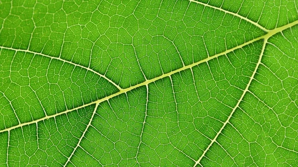 Cerrar Textura Hoja Verde — Foto de Stock