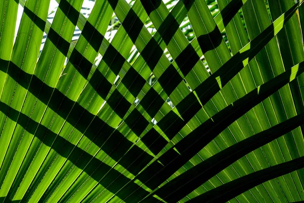 Lignes Textures Des Feuilles Palmier Vert — Photo