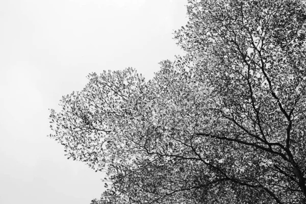 Blattlose Zweige Isoliert Auf Weißem Hintergrund — Stockfoto