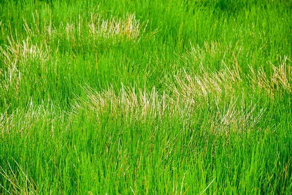 Фон Зеленой Травы Природе — стоковое фото