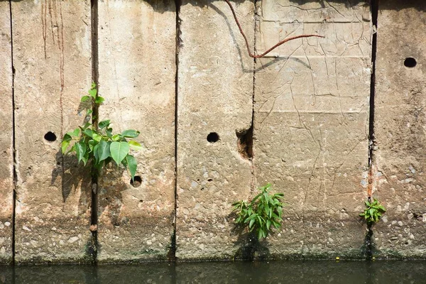 Baum Stürzt Auf Betonmauer Kanal — Stockfoto