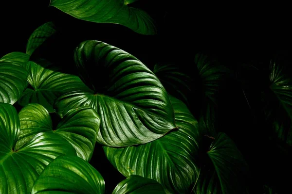 热带森林背景下的绿叶钙质感 — 图库照片