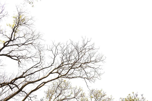 Branches Arbres Nus Isolés Sur Fond Blanc — Photo