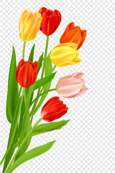 Vector Realista Tulipanes Coloridos Conjunto Fondo Flores Primavera Ramo Tulipanes — Vector de stock