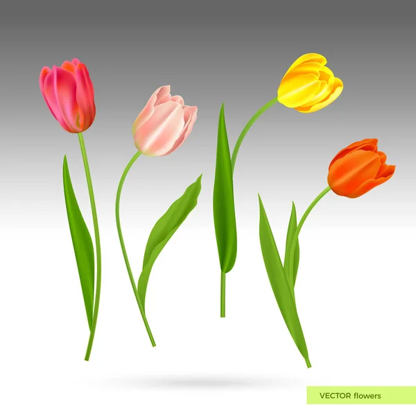 現実的なベクトルの色とりどりのチューリップ セット 春の花の背景 分離されたチューリップの花束 — ストックベクタ