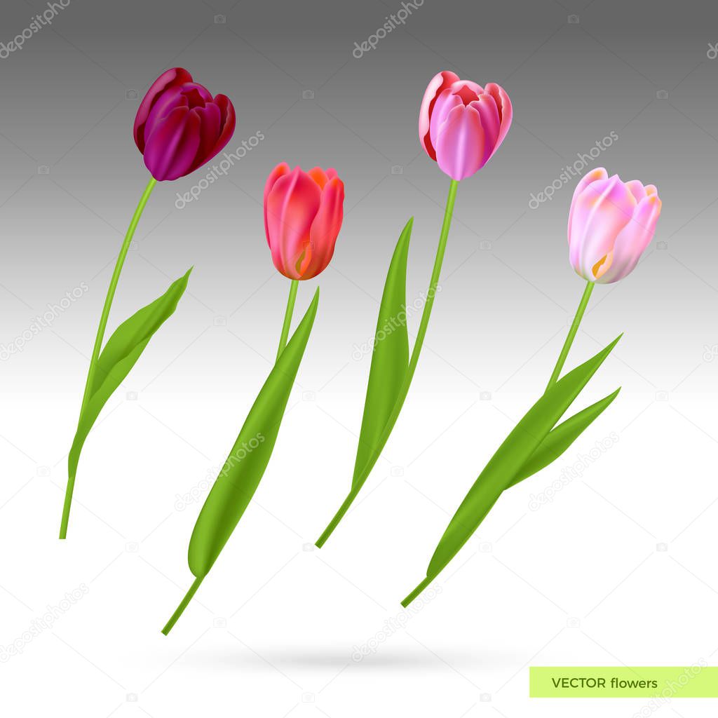 Realistic vector colorful tulips set. Spring flowers background. Bouquet of tulips isolated.