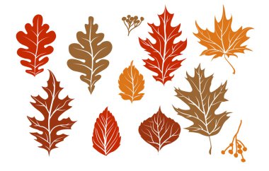 Dekorasyon için Sonbahar akçaağaç yaprakları