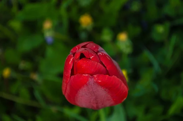Tulipe Rouge Bourgeon Sur Fond Herbe Verte Vue Dessus — Photo