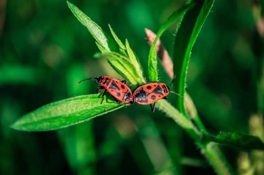 Yeşil yapraküzerinde firebugs