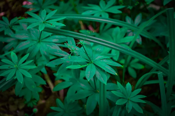 Зелений Люпин пелюстки — стокове фото