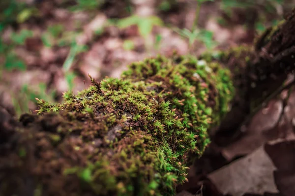 Musgo verde close-up na casca do ramo — Fotografia de Stock