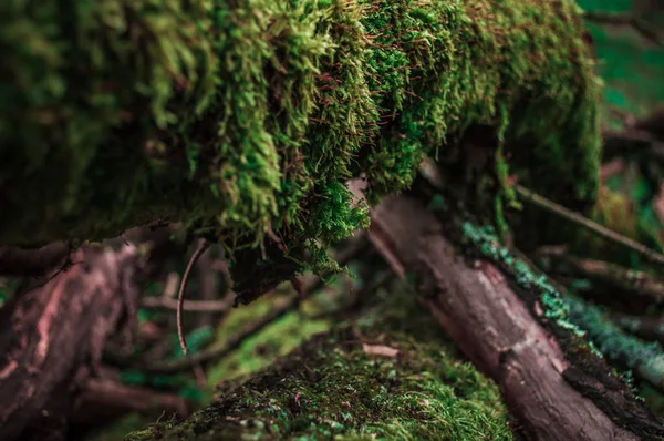 Muschio verde sulla corteccia del ramo — Foto Stock