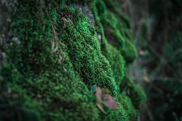 Muschio verde sulla roccia — Foto Stock