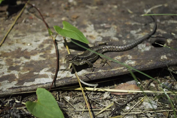 Pequeno Lagarto Macro — Fotografia de Stock