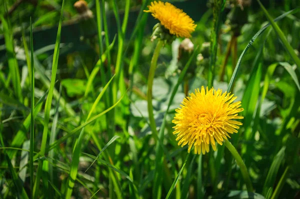 绿草中的宏黄色蒲公英 — 图库照片