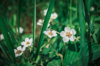 Yeşil çimçilek çiçekleri