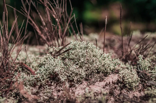 Moss Yagel na grama seca — Fotografia de Stock