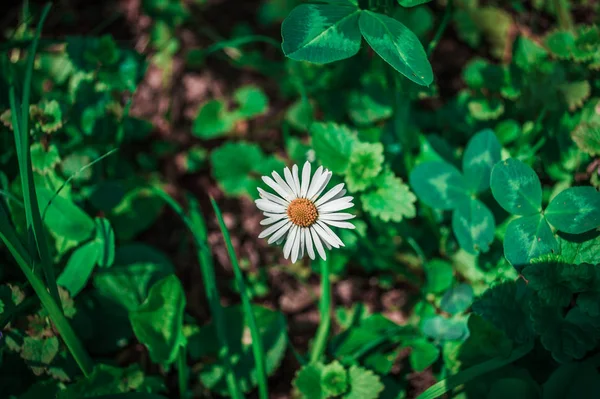 Bir küçük daisy — Stok fotoğraf