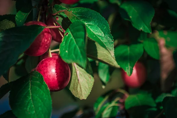 Red cherry-plum in macro