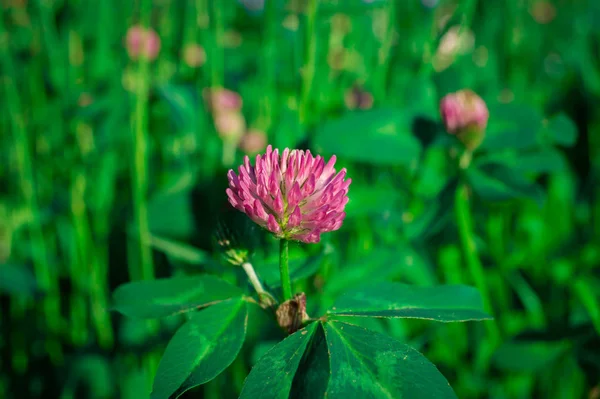 Red clover in macro