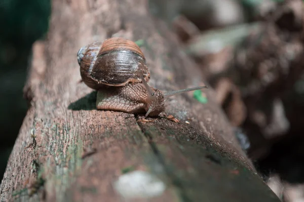 Snail creeping on a tree — Stock Photo, Image