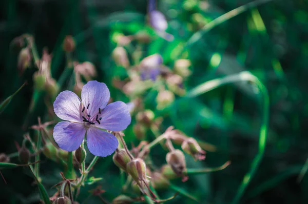 Yeşil çimenlerde mor çiçek — Stok fotoğraf