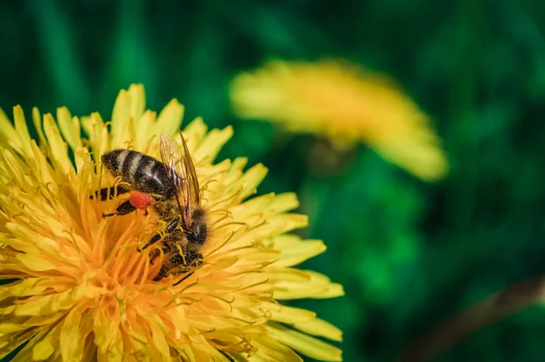 Biene aus nächster Nähe auf gelbem Löwenzahn — Stockfoto