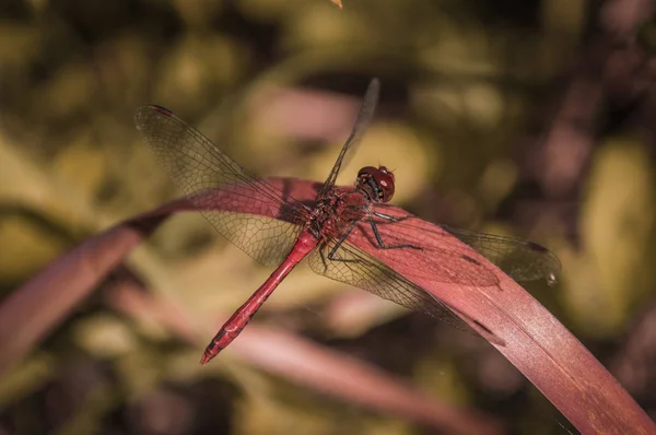 Pohled na červený Dragonfly na červeném listě trávy — Stock fotografie