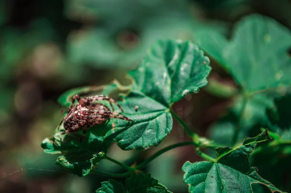 Ragno di croce grande femmina su una foglia verde — Foto Stock