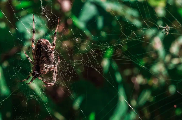 Grande cruz aranha fêmea na web — Fotografia de Stock