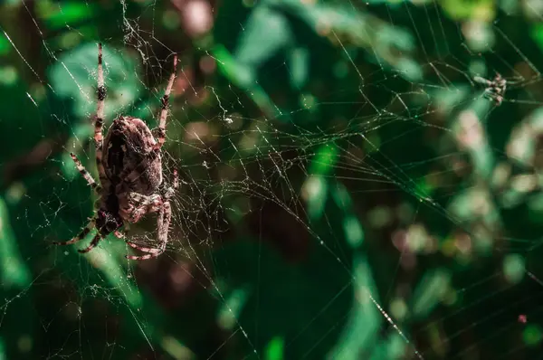 Web üzerinde büyük çapraz örümcek kadın