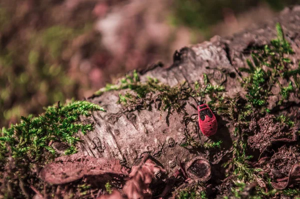 Firebug sull'albero con muschio — Foto Stock