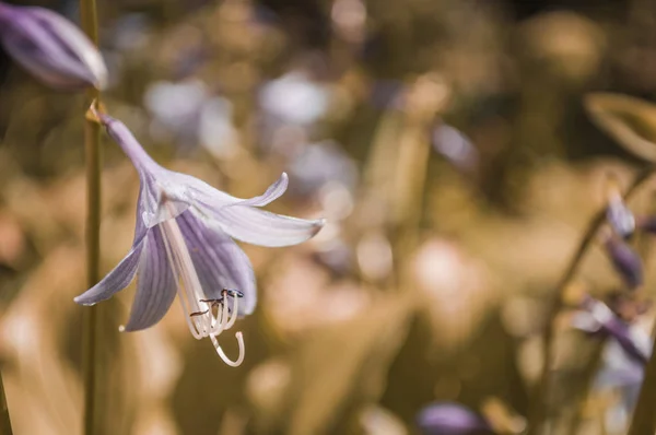 Lilac bluebell in yellow background — Stock Photo, Image