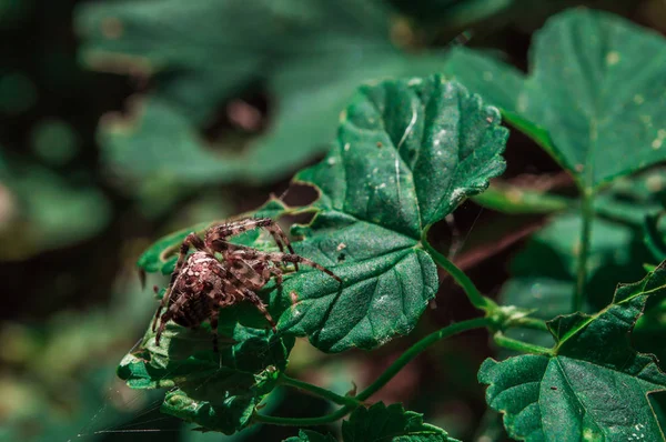 Ragno di croce femmina su una foglia verde — Foto Stock