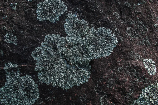 Líquen na pedra em macro — Fotografia de Stock