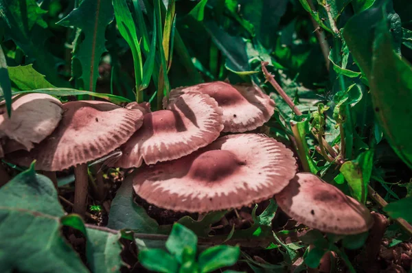 绿草中的奇异蘑菇 — 图库照片