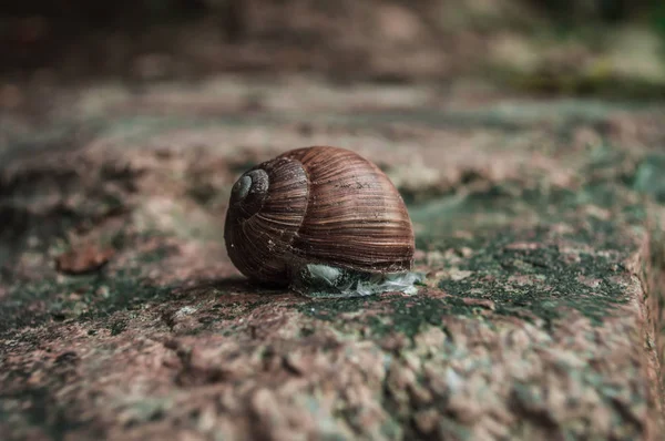 蜗牛藏在棕色的外壳里 — 图库照片