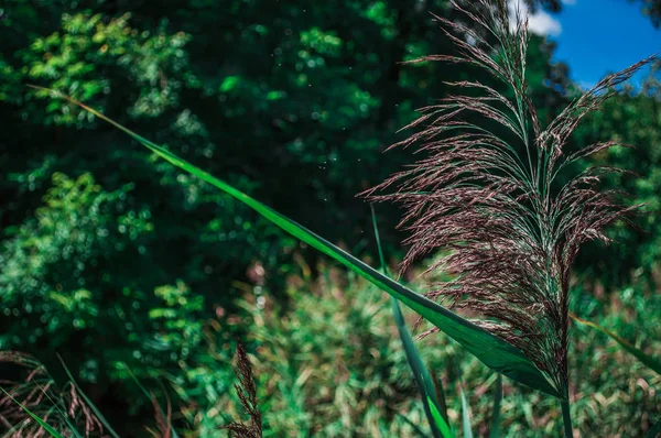 Herbe de roseau vert dans la forêt — Photo