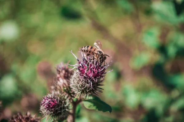 Eine Biene auf rosa Distelblüte — Stockfoto