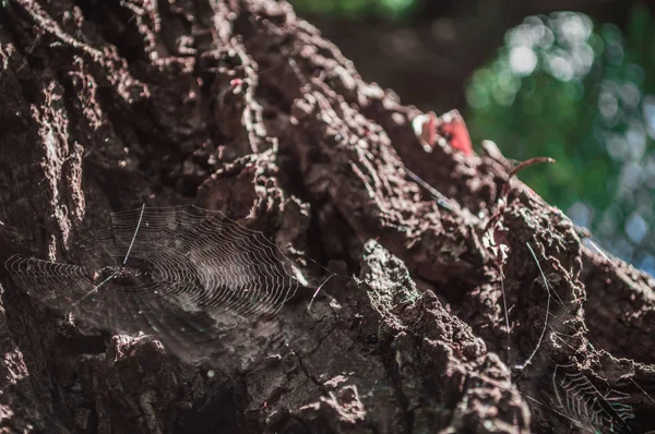 Web on the tree — Stock Photo, Image