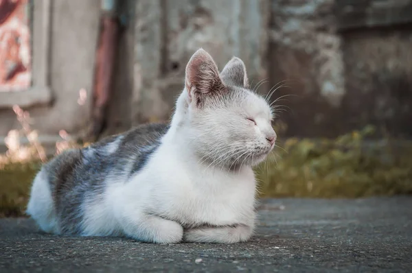 白と灰色の猫の睡眠 — ストック写真
