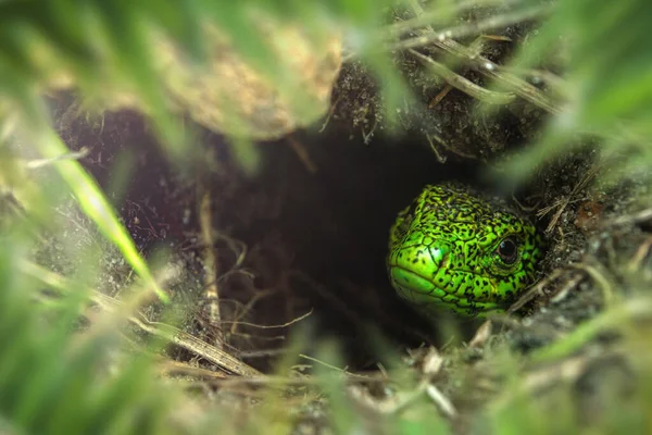 Πρόσωπο Πράσινης Σαύρας Μάτι Μακροεντολή Σαύρα Στην Τρύπα Closeup Έννοια — Φωτογραφία Αρχείου
