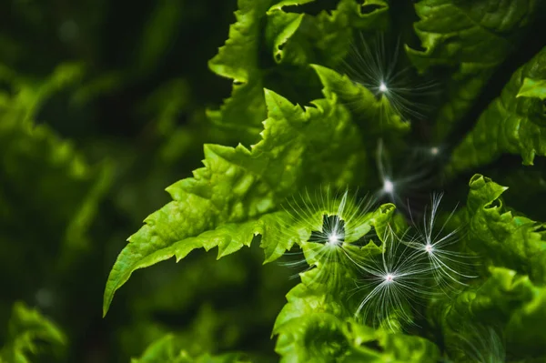 Yaban Otunun Yeşil Yaprağında Tüy Karahindiba Tohumu Doğanın Arka Planı — Stok fotoğraf