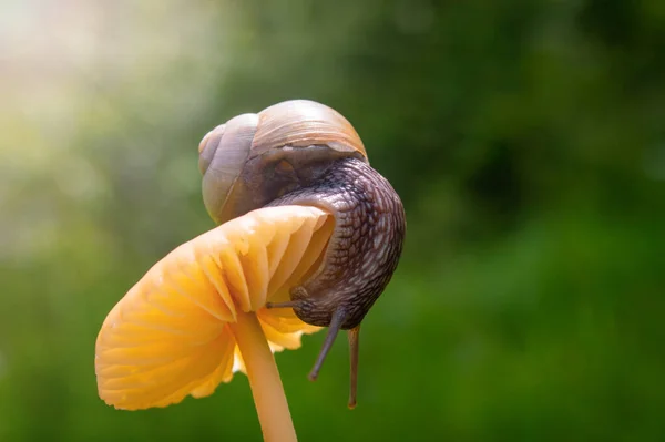 Makrofoto Einer Kleinen Schnecke Auf Orangefarbenem Pilz Schnecke Grünen Gras — Stockfoto