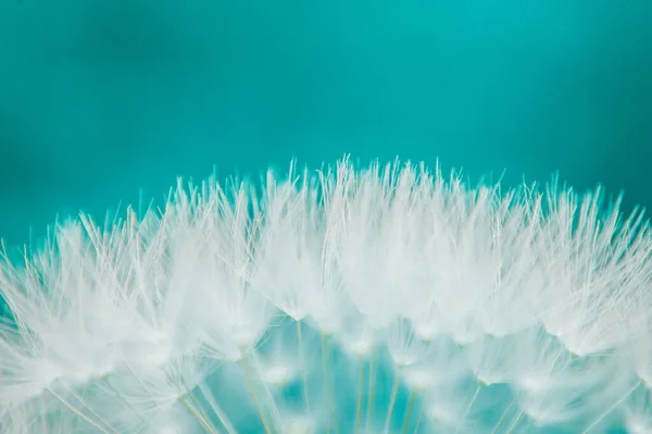 White Fluff Dandelion Seeds Contexte Abstrait — Photo