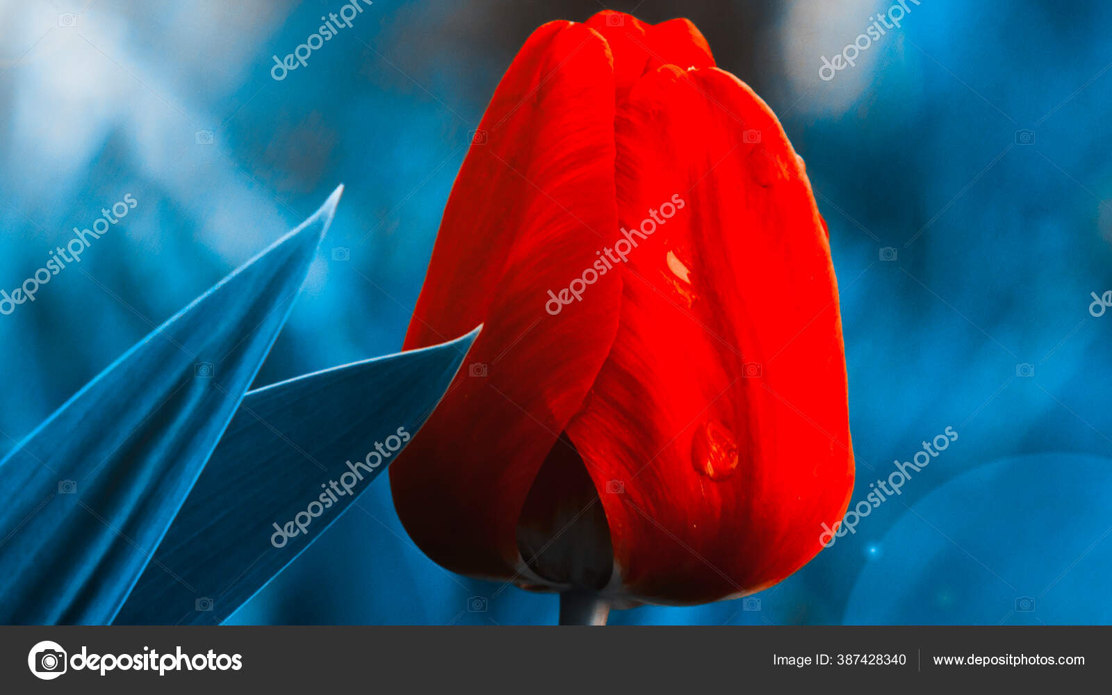 Tulip Closeup Dengan Kelopak Merah Pada Latar Belakang Kabur Foto Stok Foto C Eugene B Sov 387428340